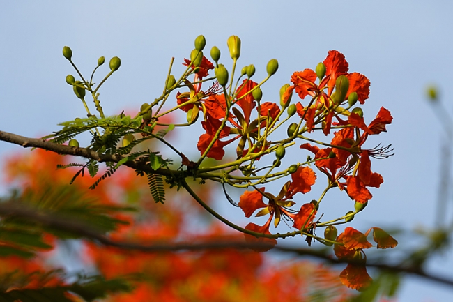 Suan Luang-JUN14-013